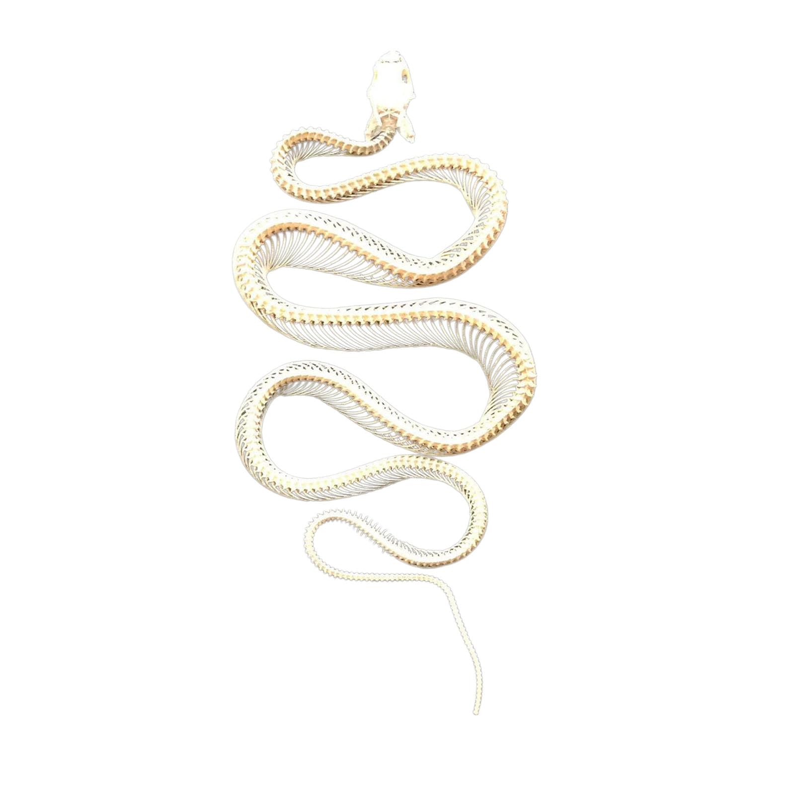 Tassidermia Animali Veri Scheletri di Serpente Teschi, Specimen di Scheletro di Serpente a Corpo Intero, Materiale di Tassidermia per l'Educazione Scientifica, Regalo Speciale