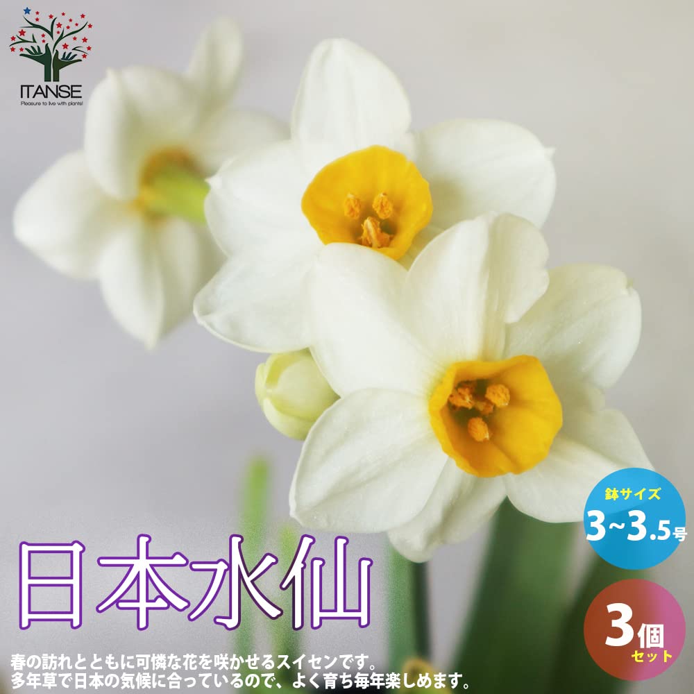 水仙  水仙