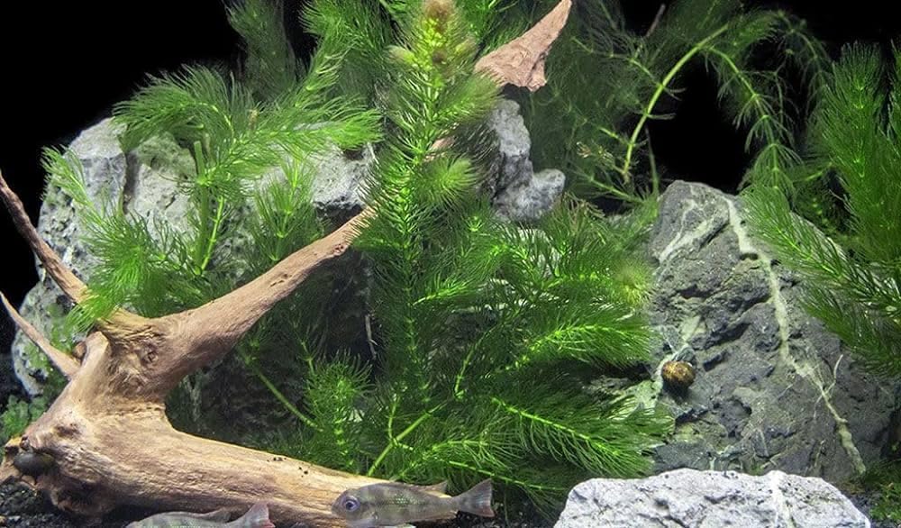 Green fern plant Pack of 17-image-0