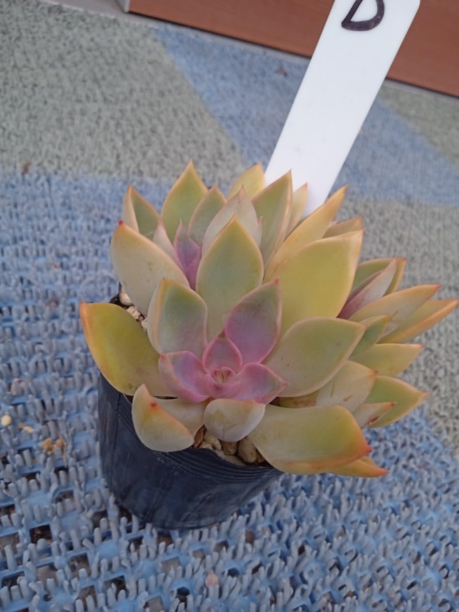 Amazon.co.jp: 多肉植物 パープルプリンセス 抜き苗 （7センチポット