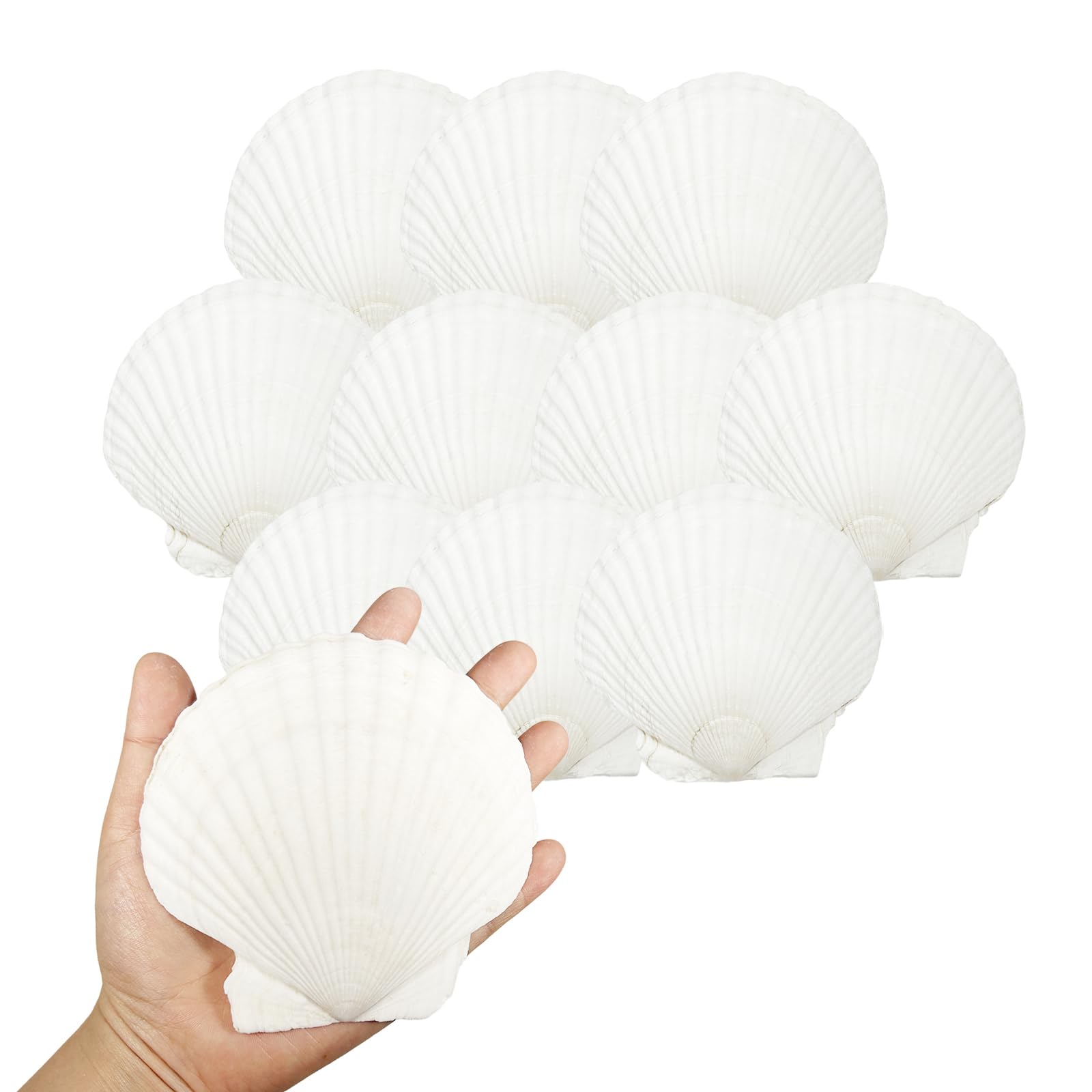 Bliceon Natural White Seashells, 10 Pcs Natural Shell 10 To 12 CM DIY Projects, Beach Decor, Weddings, Painting and Crafts, Bulk Beach Shells