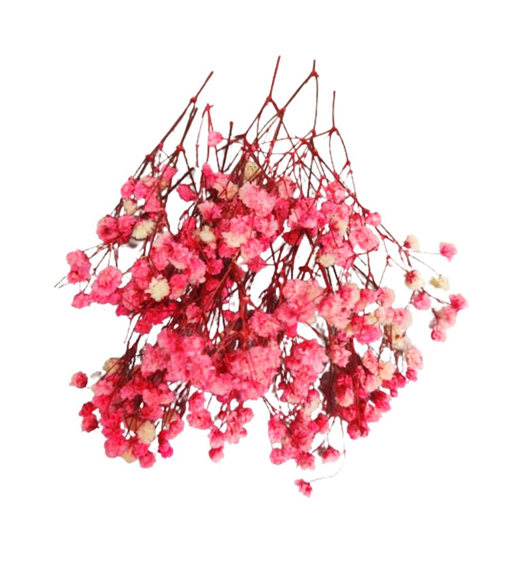 Pink Baby Breath/Gypsy Flower for Hair Styling Hair Accessories for Wedding Parties-Pack of 10gms Box | Bridal Hair Accessories (B0CYPZX4F7) Amazon Price History, Amazon Price Tracker