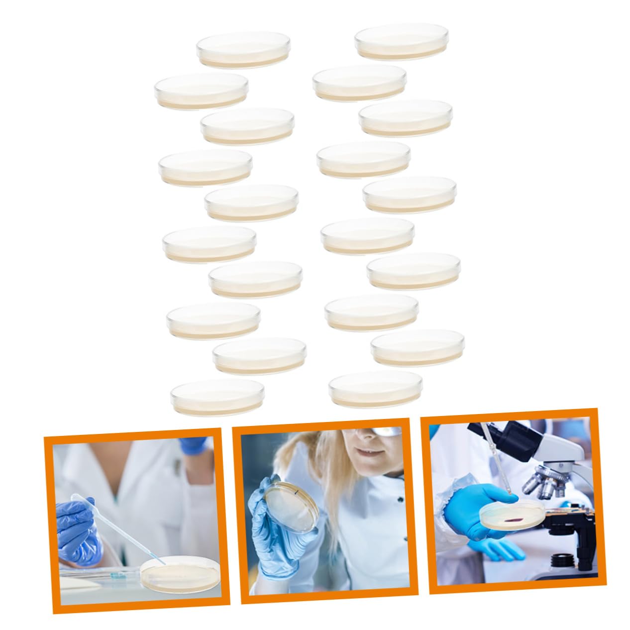 20 Pz Piastra Di Agar Nutriente Piastre Di Petri Con Agar Piastre Di Agar Per Esperimenti Piastra Di Petri Piastre Di Agar Petri Piatti Di Agar Ai 7c Ordinario Attrezzatura