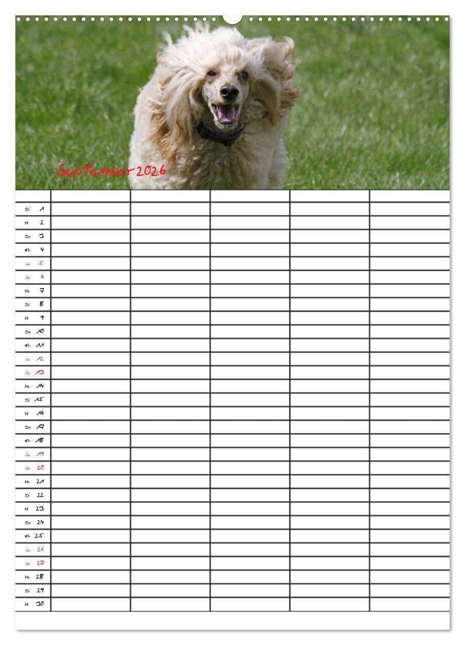 Der Pudel-Familienplaner (Wandkalender 2026 DIN A2 hoch), CALVENDO Monatskalender: Der Pudel-Kalender für die ganze Familie (CALVENDO Tiere)