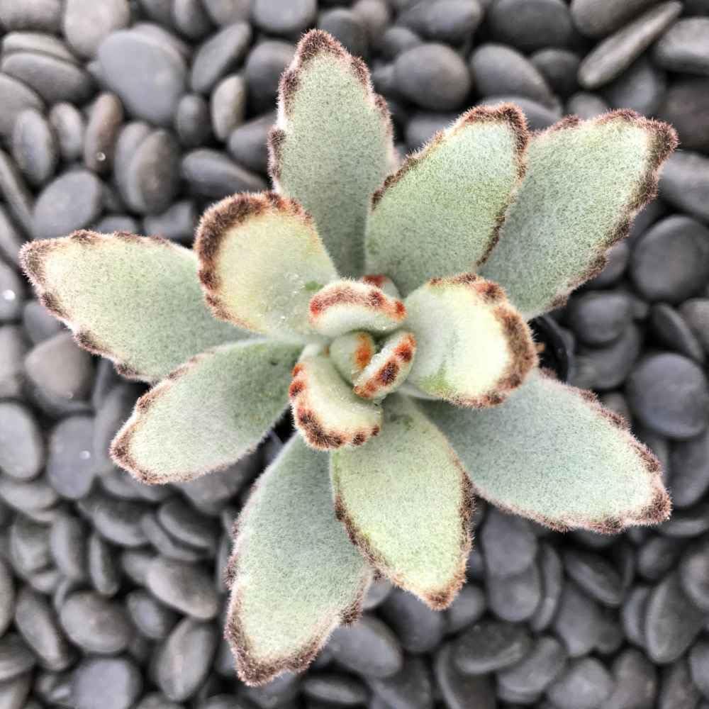 Amazon.com : Kalanchoe Tomentosa 2" Succulent Plant, Fuzzy Seedling Panda  Succulent by Exotic-Succulent-Collection : Patio, Lawn & Garden