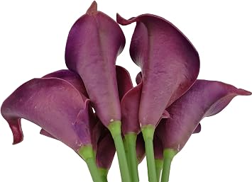 Winterworm Faux Latex Flower Real Touch Artificial Calla Lily Flower Bouquet Wedding Party Home Garden Restaurant Decoration - Bunch of 10 (Plum Purple)