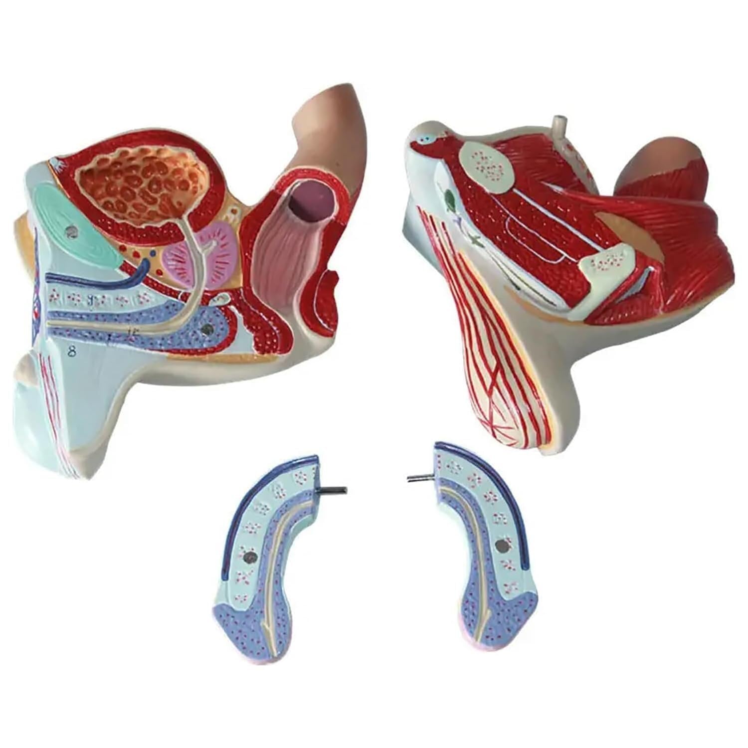 Model anatomii naturalnej wielkości z 4 zdejmowanymi częściami i 72 wyświetlaczami, bardzo precyzyjny męski układ rozrodczy do lekcji