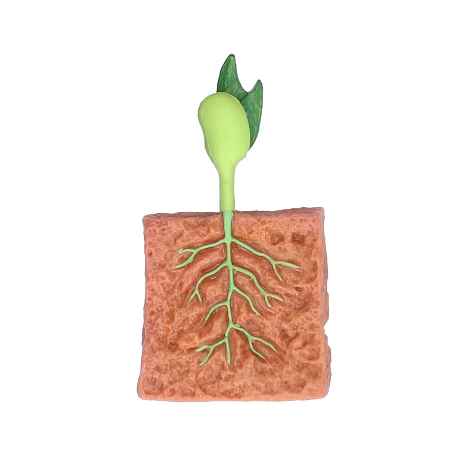 Cycle De Croissance Des Plantes Irfora – Set De 4 Modèles En Plastique – Détails Réalistes – Jouet éducatif Dès 4 Ans