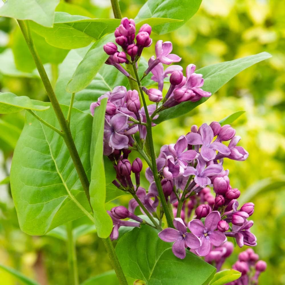 Rosie Beach Party Pink Flowering Southern Lilac Dormant Bare Root Flowering Starter Shrub (1-Pack)