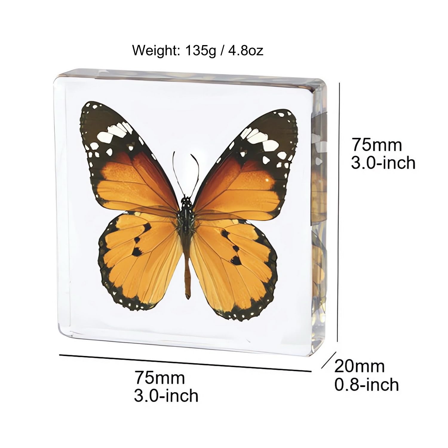 Medium Size 4pcs Butterfly Insect Specimens in Resin for Closer-Look & Study in Safe Healthy, Novelty Fun & Educational for Preschool Classroom, Home Office Display (4, Medium 4pcs Butterflies)