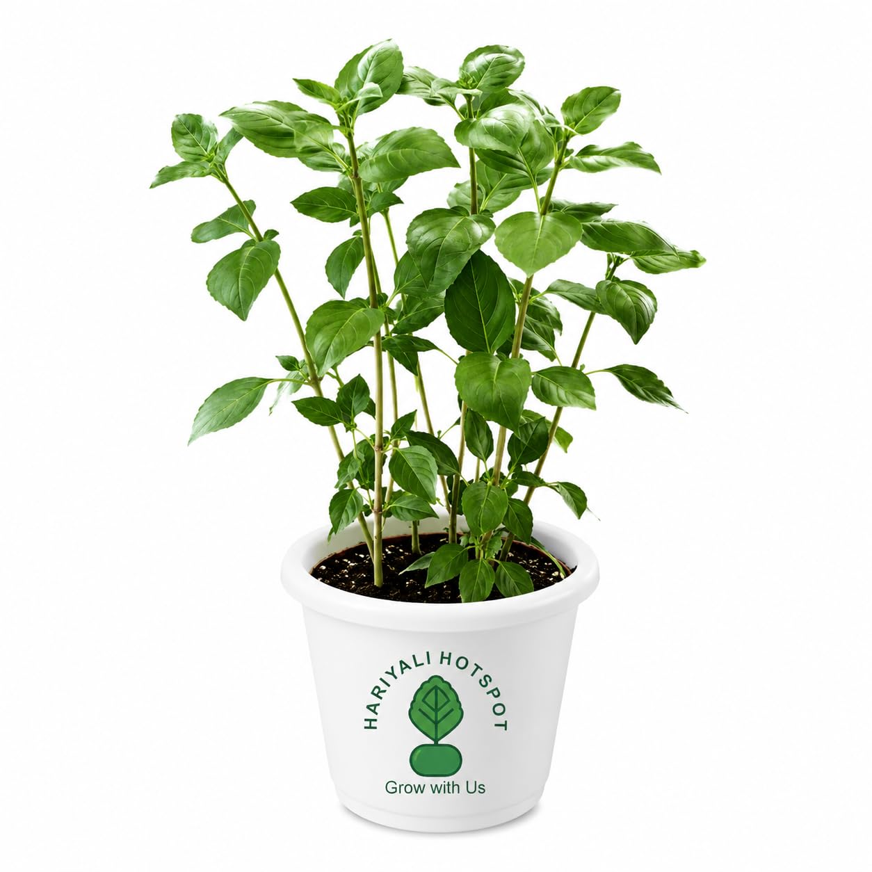 Hariyali Hotspot-Italian Basil Live Plant | Fragrant Culinary Herb | Fresh Kitchen Garden & Balcony Plant-picture-17