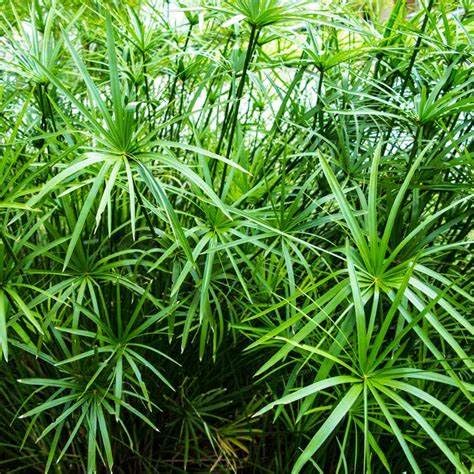 Bigreen Live Plant pack of 1 Umbrella Tree-image-18