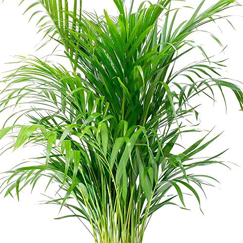 American Plant Exchange Areca Palm Indoor/Outdoor Air Purifier Live Plant, 6" Pot - Thumbnail 2
