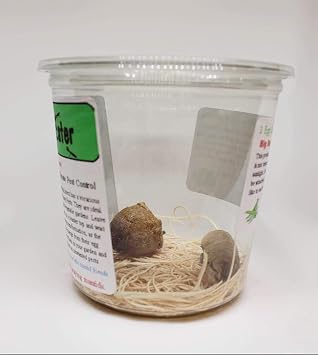 1 Fresh Large Chinese Ootheca Praying Mantis Egg Plus + Crystal Clear 32oz Incubator Cup Hatching Habitat Kit