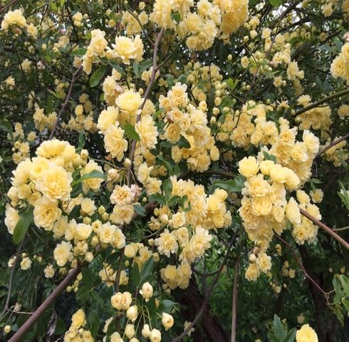 Fresh 100pcs Yellow Rosa banksiae Flower Seeds