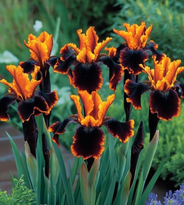 Bearded Iris Plants for Planting, Ornamental Perennial for Garden Border Yard Decor-that Grow Fast/Golden Jade Carving-10 Bulbs-E