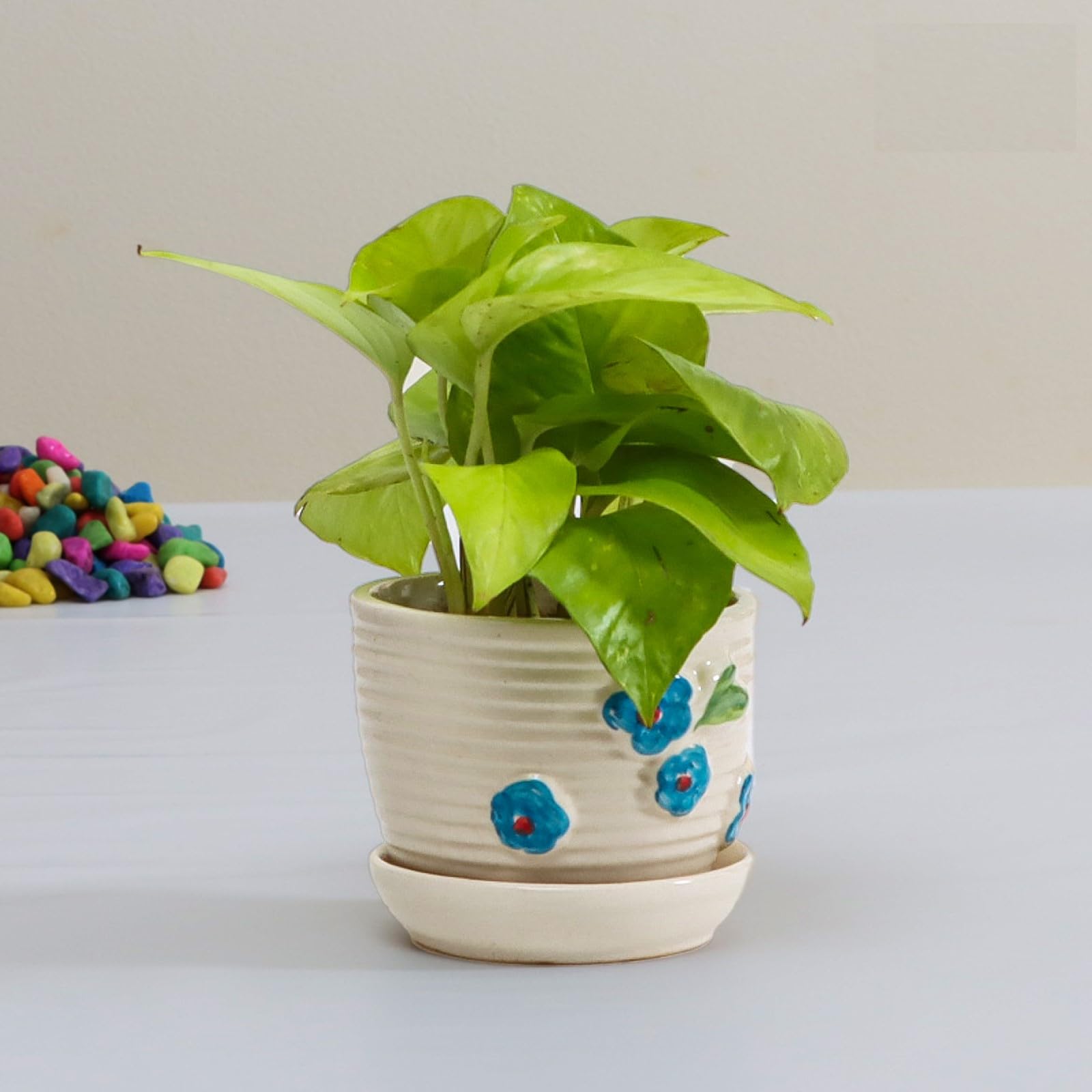 Flora Dlite Money Plant in White Ceramic Pot - Indoor Live Plant for Home Decor | Small Plants for Office Desk | Perfect Indoor Plant Pots | Original Money Plant Pot (B0D3FMBCJX) Amazon Price History, Amazon Price Tracker