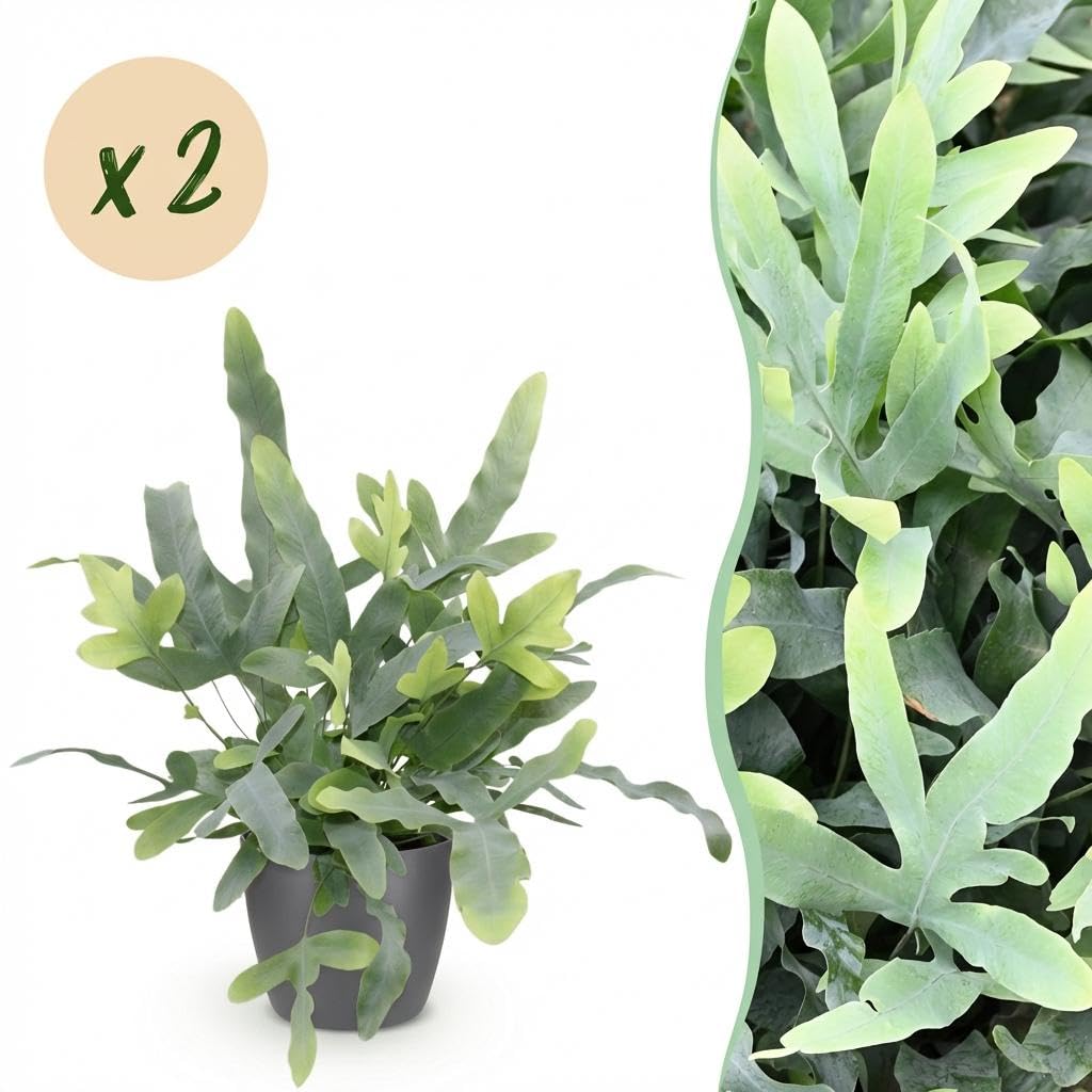 Phlebodium aureum Blue Star Blauer Farn 2er Set 12cm 25cm