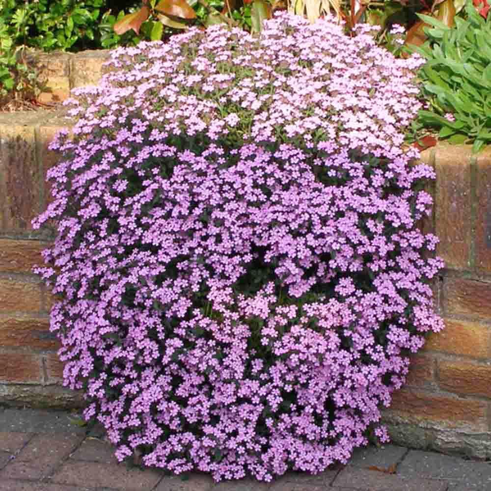 50 Pink Creeping Soapwort Seeds UK Native Carpet Flower Ground Cover Rock Plant