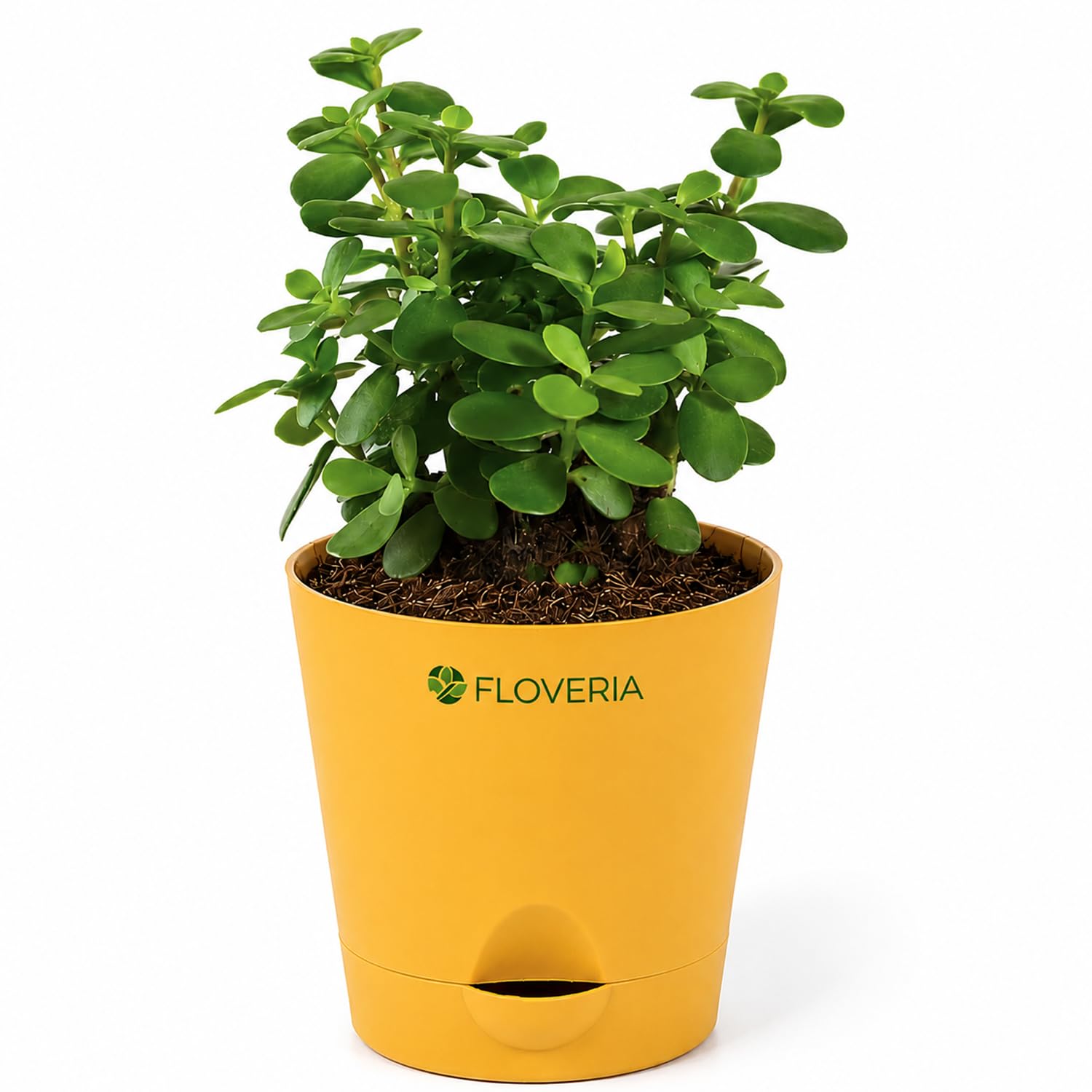 Jade Plant with Pot | Live Jade Plant for Home Decor | Indoor Plant for Home & Office Desk | Lucky Zed Plant | Air Purifying Table Plant Gift-image-34