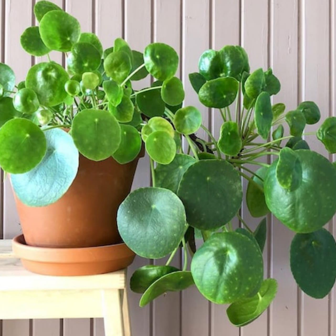 Gurveplantationi - Live Chinese Money Plant Pilea Peperomioides Indoor Plant with pot (B0DFQG71LN) Amazon Price History, Amazon Price Tracker