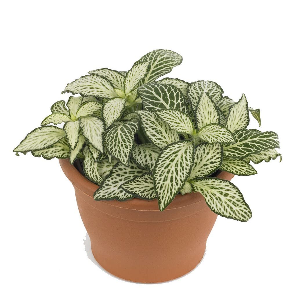 See full amazon price history chart for Creative Farmer Table Plant Fittonia Mini Green & White,7 Cm Pot All Pet Friendly Plants (Best Indoor Healthy Live Plant) Creative Farmer Table Plant Fittonia Mini Green & White,7 Cm Pot All Pet Friendly Plants (Best Indoor Healthy Live Plant) (B09TY1Q338) Amazon Price History, Amazon Price Tracker