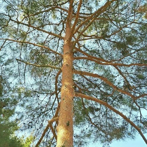 Man dies after falling from tree in Cairns