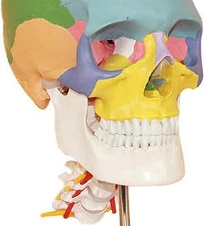 Study Model Human Body Model,Cervical Vertebra Anatomical Model,Removable Partitioned Anatomical Model,Human Skull Model,Science Classroom Study Display Teaching Medical Quality Model SaiFei