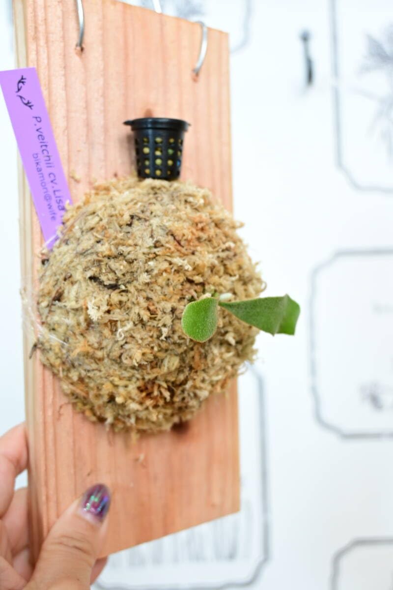 Amazon.co.jp: P.veitchii cv.Lisa(Compact Form) spored③ ＠ビカ森