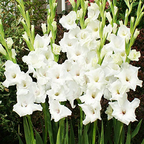 Holland Bulb Farms White Gladiolus Value Bag