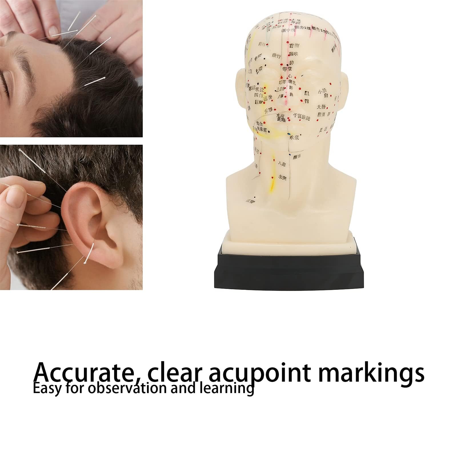 Modèle d'acupuncture de la tête, outil d'apprentissage de l'acupuncture humaine, outil d'enseignement Clair de la médecine pour Des Points d'acupuncture précis