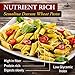 Pasta Panarese Pici Pasta - Wheat Pasta Made in Italy, 500g / 17.63oz (3 pack)