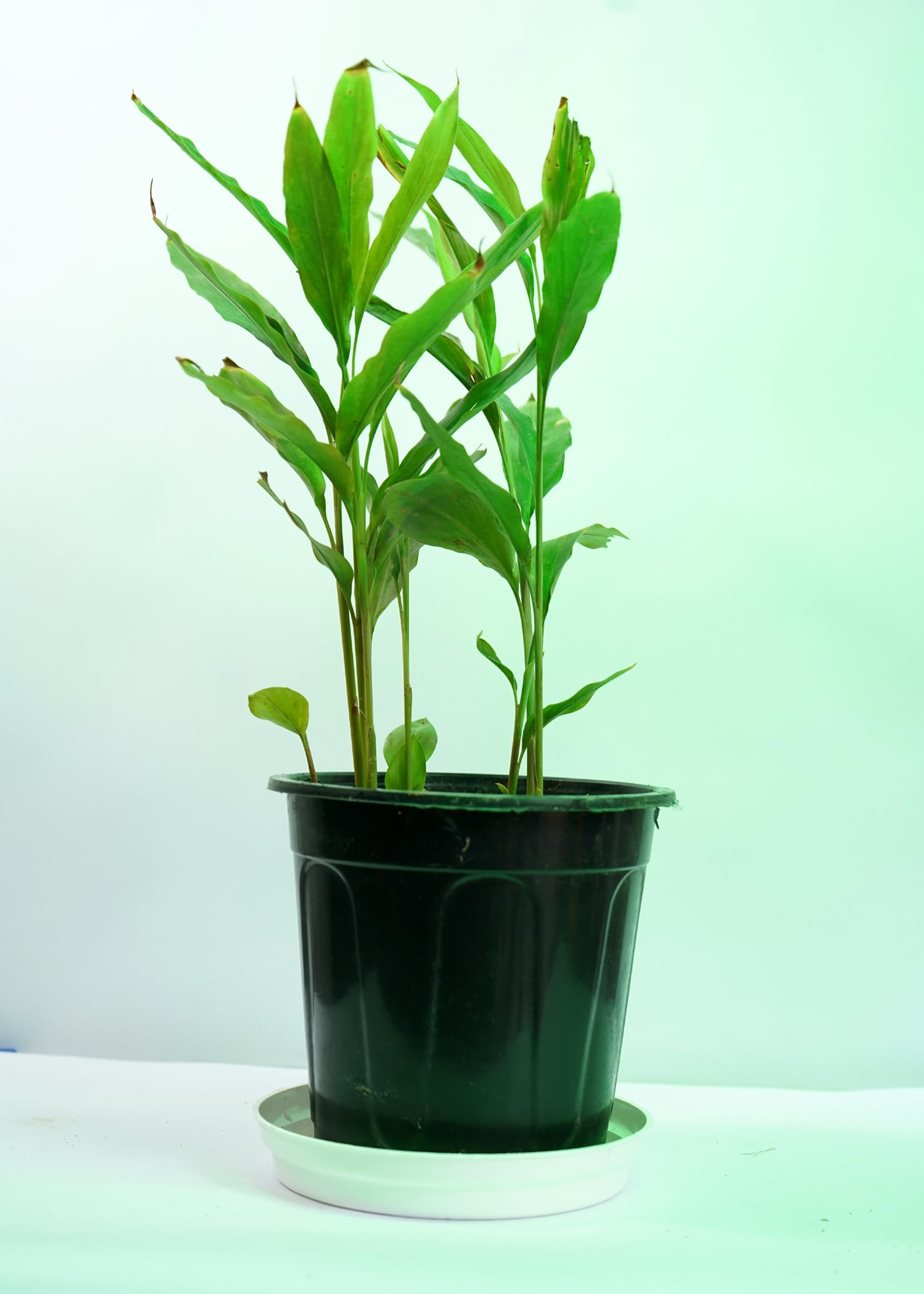 Big planter Live Green Cardamom/Choti Elaichi Plant Elaichi Tree with pot (B0DC419M9N) Amazon Price History, Amazon Price Tracker