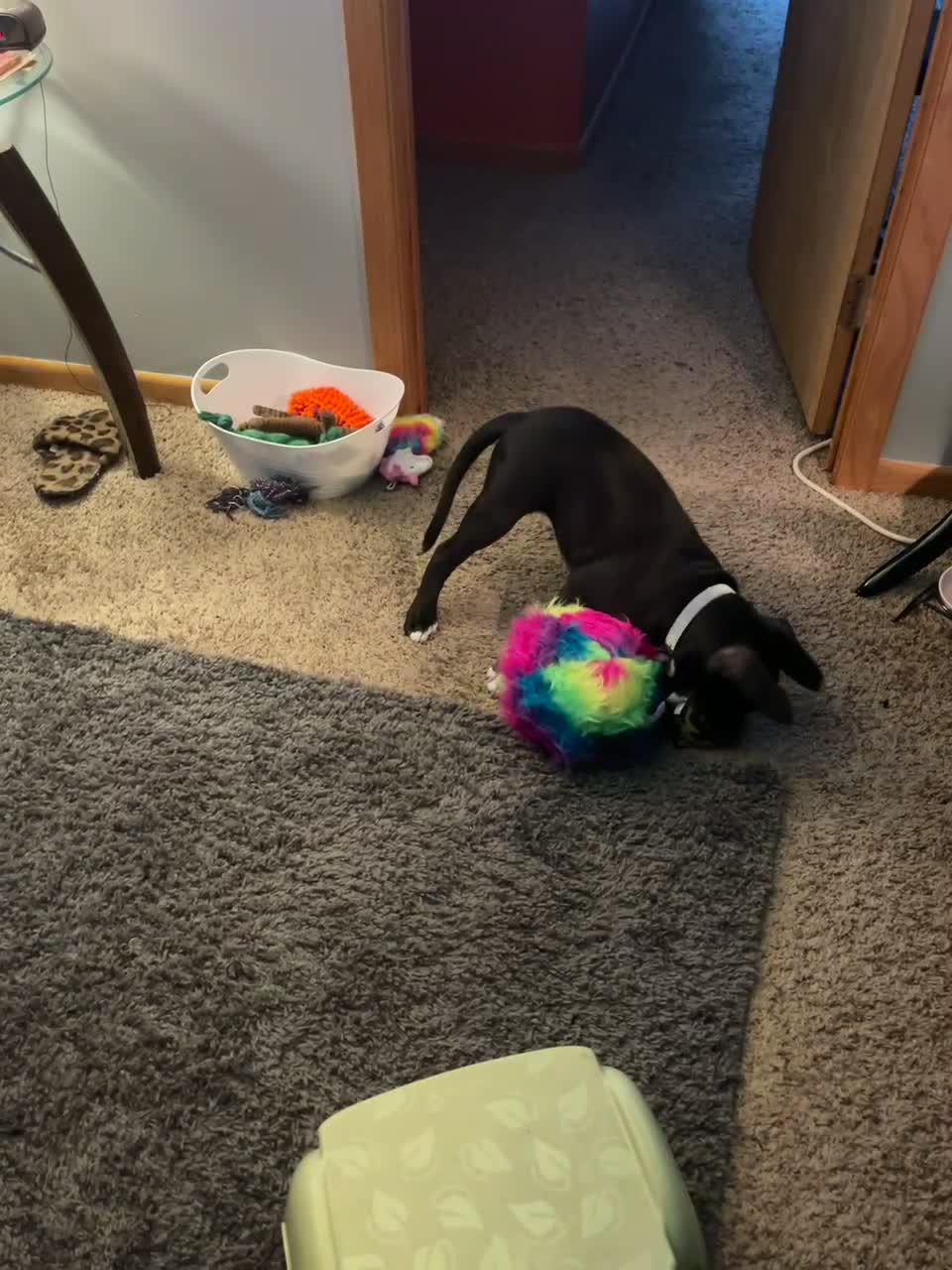 Go dog furballz  on Amazon Live