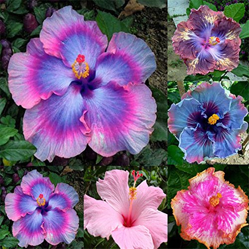 M-Tech Gardens Rare"Exotic Mix" Hibiscus Ornamental Seeds for Growing (20 Seeds Pack) (B07H37R2BS) Amazon Price History, Amazon Price Tracker