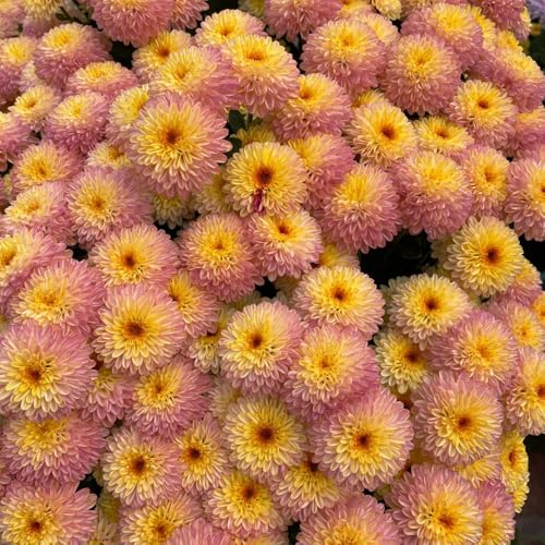 semillas de margarita - interior exterior resistentes jardín perennes 100pcs