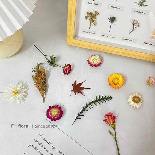 Miniatura 9 de Cabezales de flores de margaritas secas naturales, 30 40 unidades, margaritas gerberas, girasoles reales, crisantemo, arreglos florales secos para