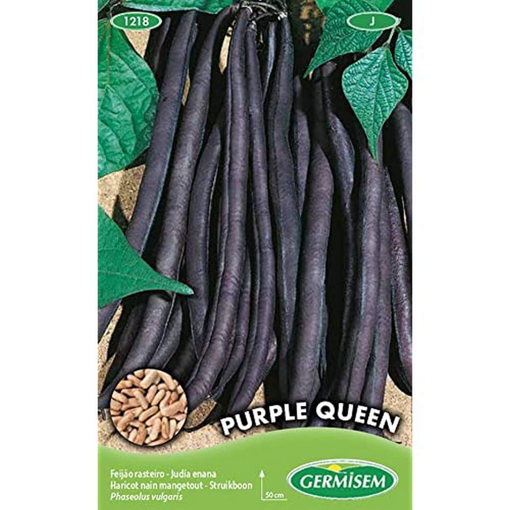 Germisem Buschbohnen PURPLE QUEEN EC1218 Mehrfarbig