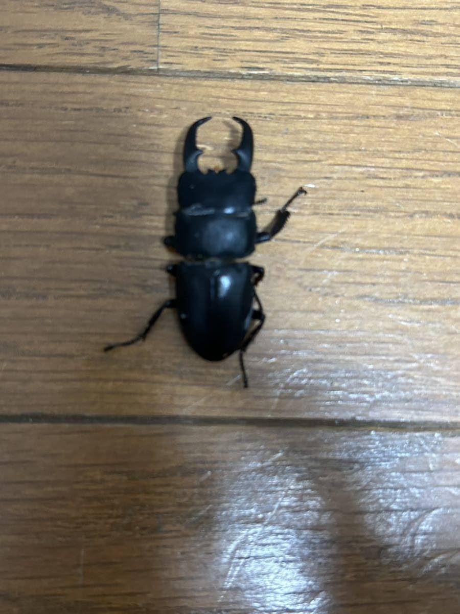 インド ヒラタクワガタ 標本 本土ヒラタクワガタ標本2頭セット - メルカリ
