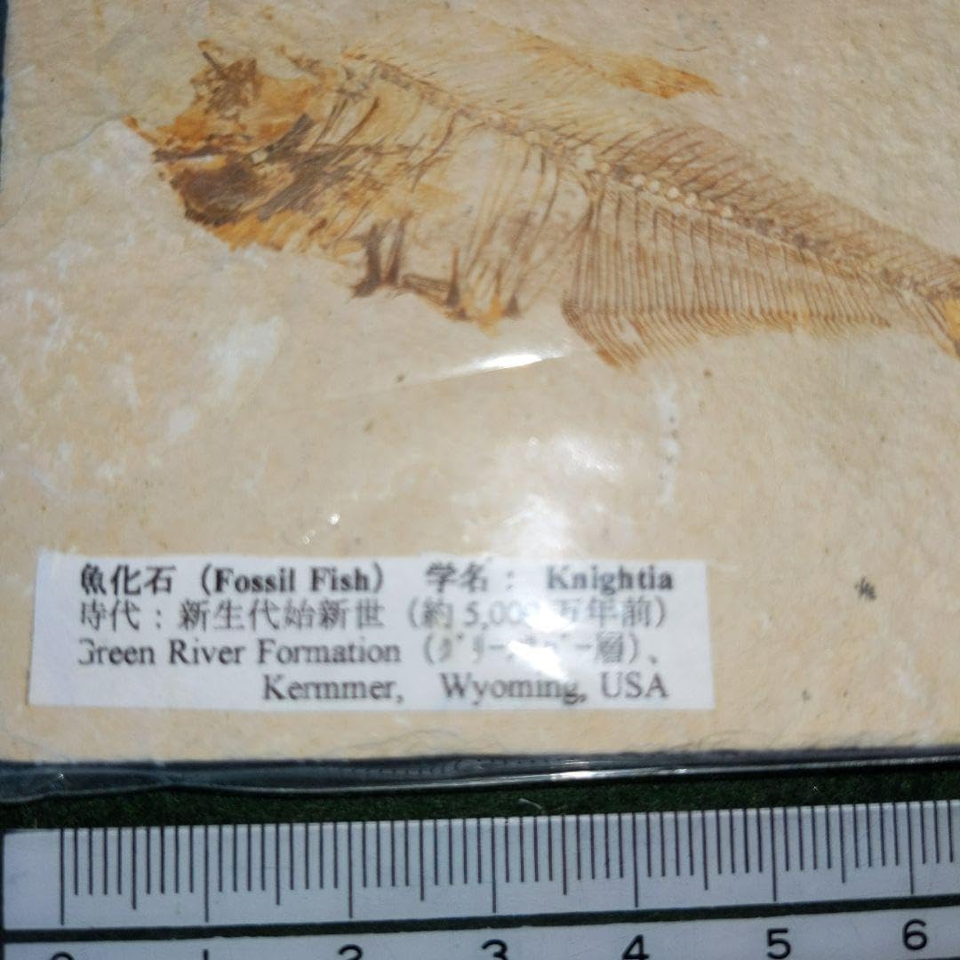 Amazon.co.jp: 魚化石 新生代始新世 （約5000万年前） : ホーム＆キッチン
