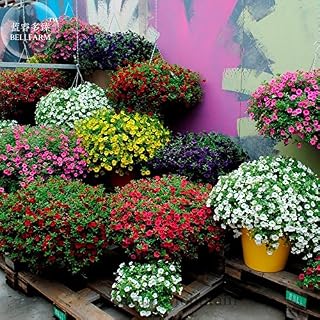 Kabloom Calibrachoa Mixed Bonsai Hanging Petunia, professional pack, 200 Seeds, white red pink yellow purple mixed TS295T