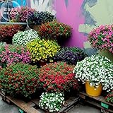 Kabloom calibrachoa Técnica Bonsai colgantes petunia, paquete profesional, 200 semillas, blanco rojo amarillo TS295T mixta de color rosa púrpura