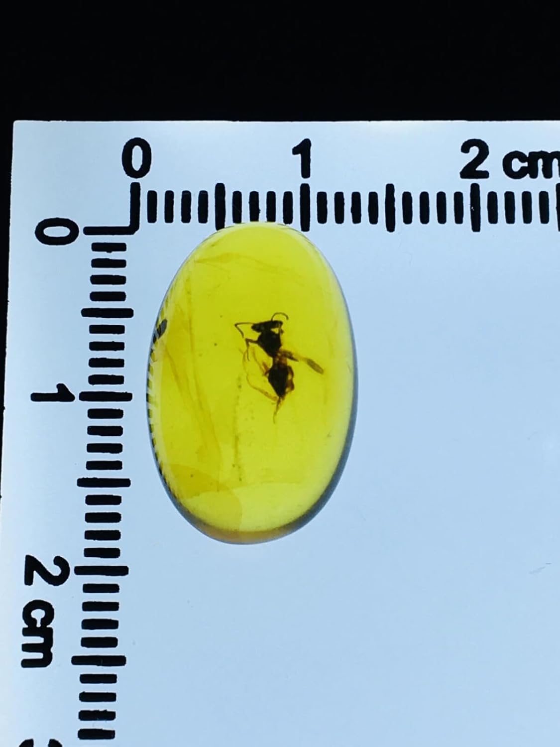 Burmese burmite Cretaceous Beautiful Honeybee Insect Fossil Amber Myanmar