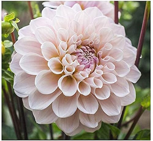 Miniatura 2 de Sweet Miss Nathalie Dahlia - Tubérculo de raíz desnuda de 5 galones, color rosa, hermosas flores rosadas para plantar en primavera 2025, ideal para