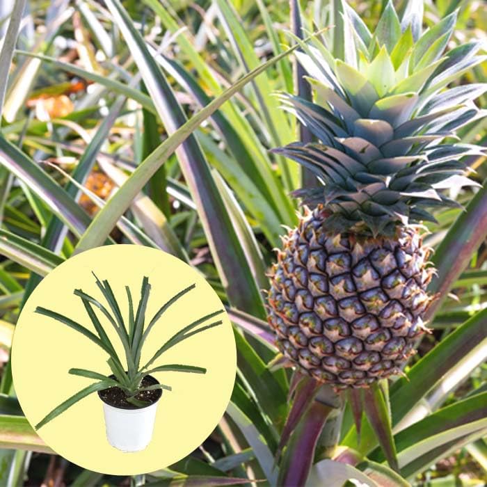 パイナップル Amazon.co.jp: パインアップル（ 大玉種 ）苗 大鉢仕立て 15cmポット
