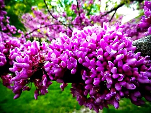 Chinese Redbud Tree Cercis Chinensis Bonsai Shrub 15 Seeds Non-Gmo #TOP4