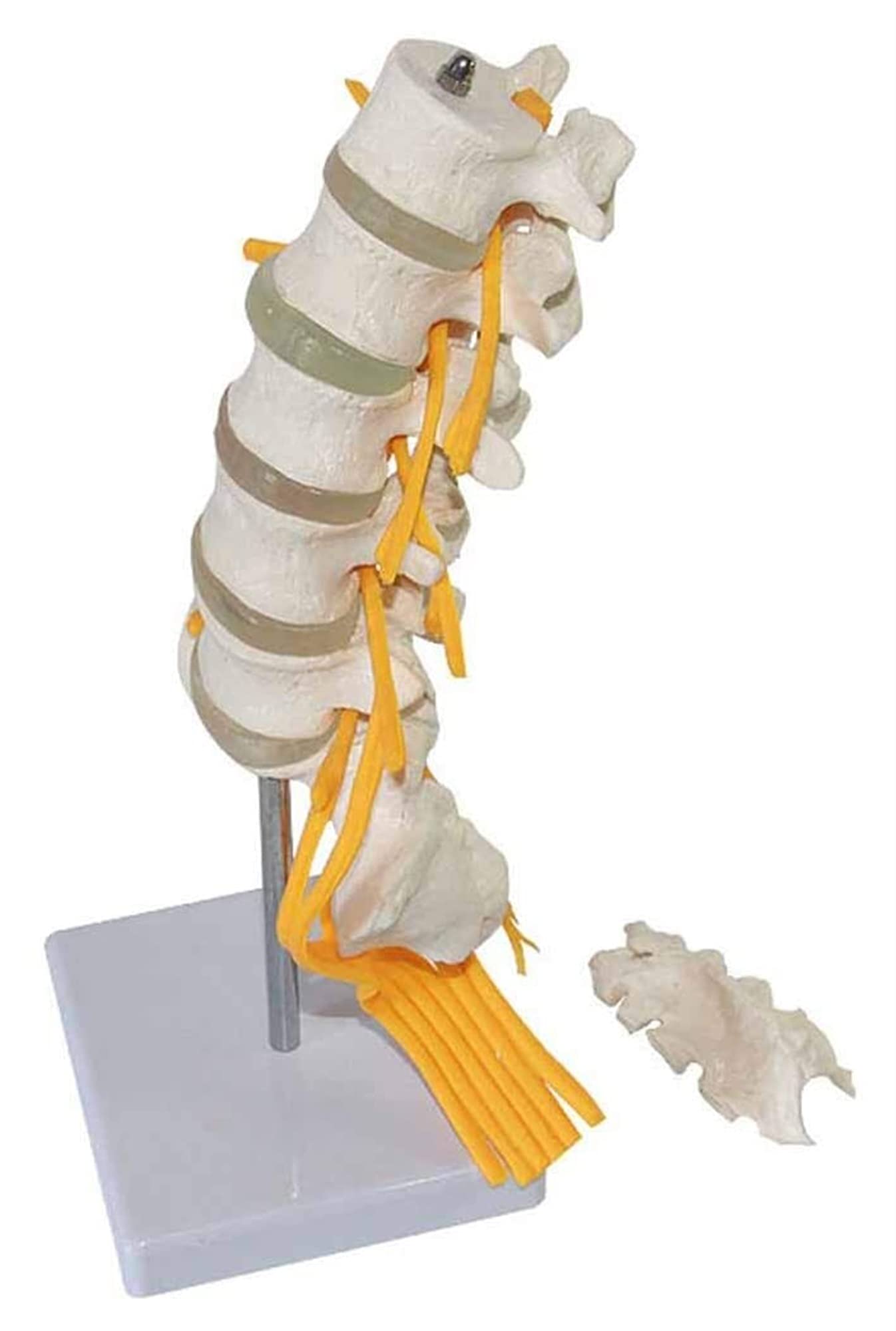 Model dydaktyczny, model anatomii człowieka Anatomiczny lędźwiowy model z kością ogonową Model nerwu skrzypu Nauczanie medyczne pomoc szkoleniowa Anatomia Biologia