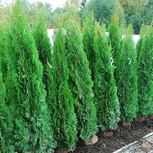 Tuia smeraldo Thuja occidentalis Smaragd 24 piante da siepe sempreverde in vaso ø9 cm Vivaio di Castelletto