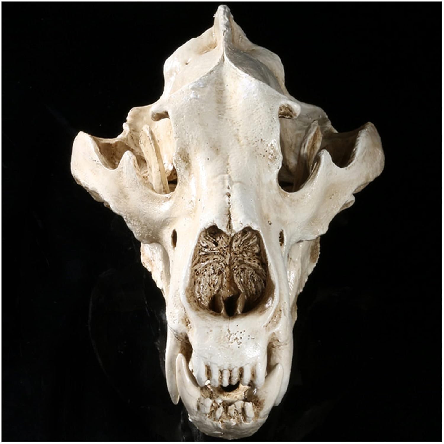 Cranio di animale, replica del teschio di orso polare in resina, modello di testa di anatomia del teschio di animale, collezione di strumenti educativi for studi veterinari, decorazione