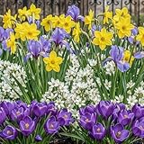 FLORIUM Cipolle verdi Mix